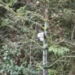 BS16 4G Outdoor Hunting Camera